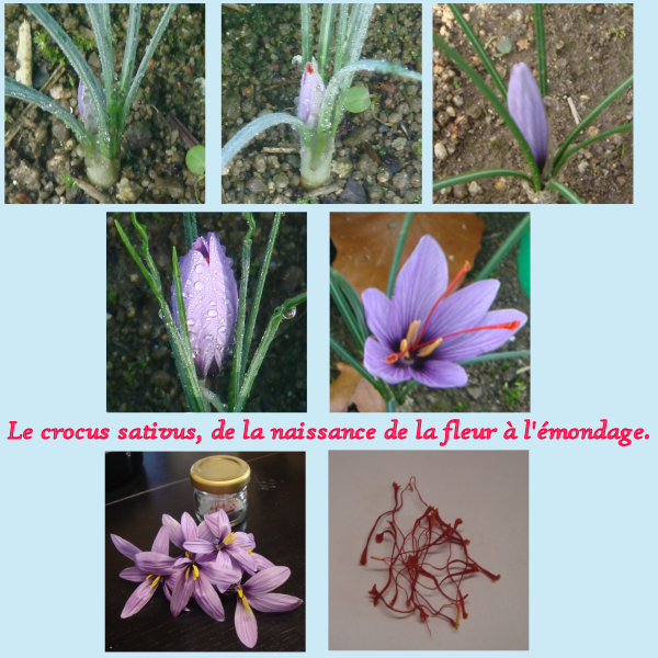 Couleur Safran 2
